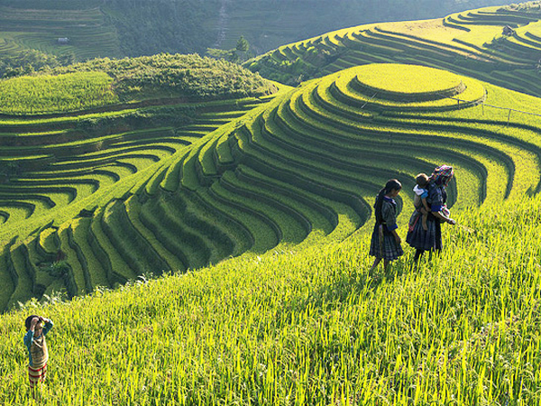 Tour Du Lịch Sapa 3 ngày 2 đêm: Hà Nội - Sapa - Cát Cát - Hàm Rồng
